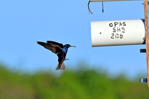 Purple Martin